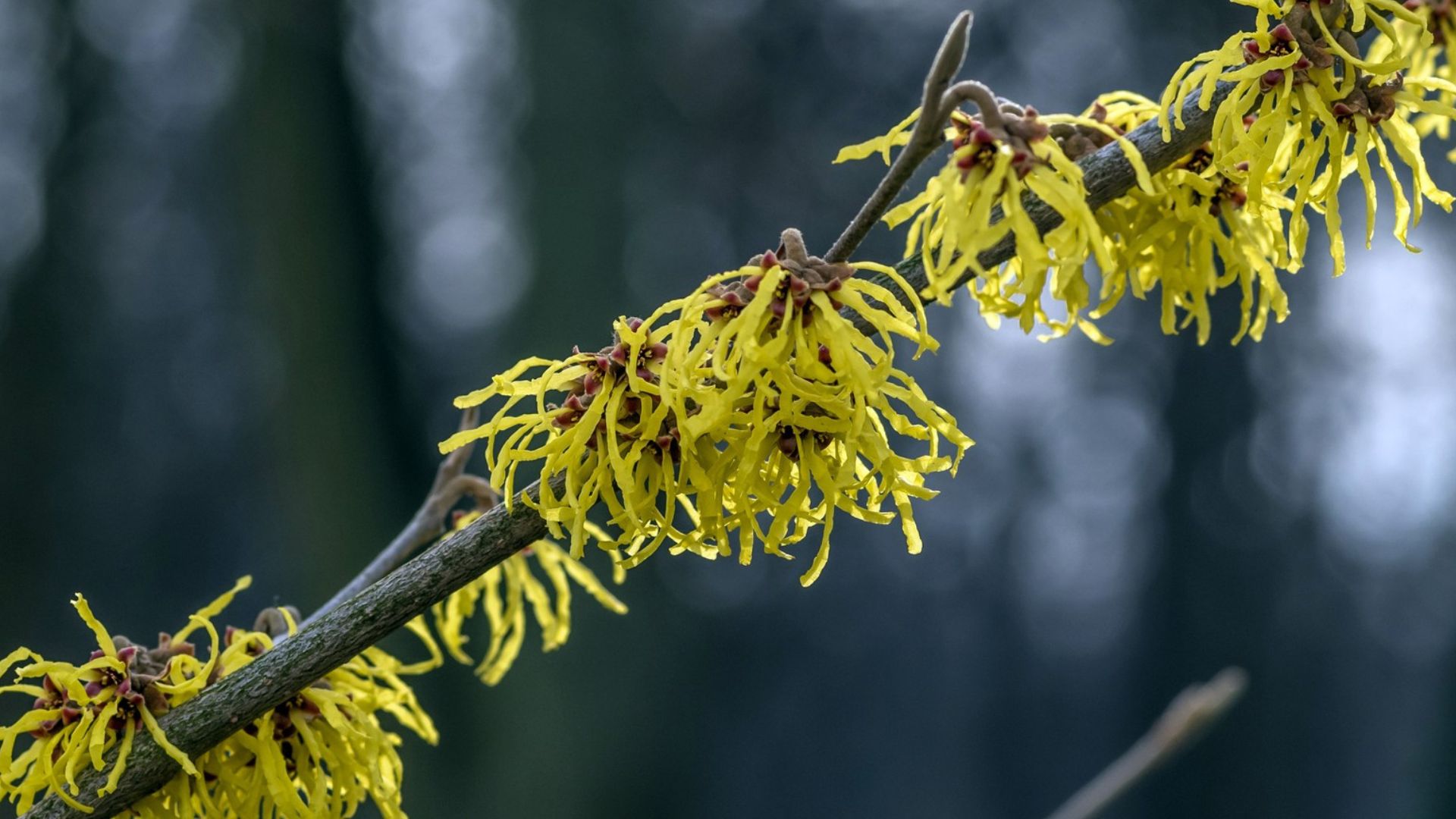 Acqua_Hamamelis_1